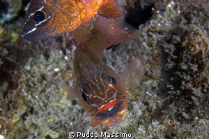 cardinal fish with eggs,nikon 60 mm macro by Puddu Massimo 